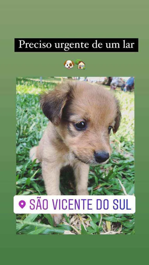 Cachorro ra a Sem raça idade 2 a 6 meses nome Sem nome