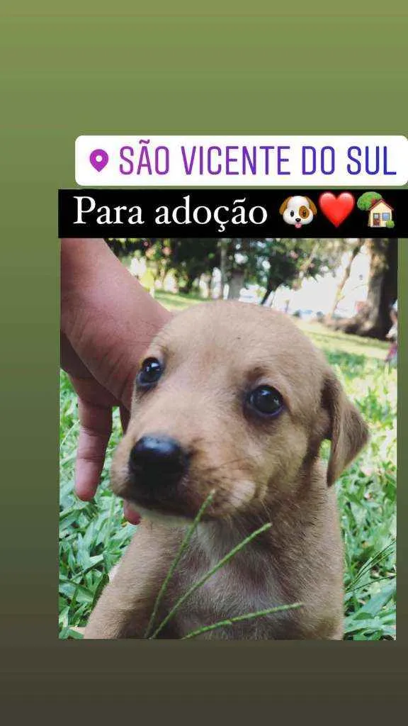 Cachorro ra a Sem raça idade 2 a 6 meses nome Sem nome