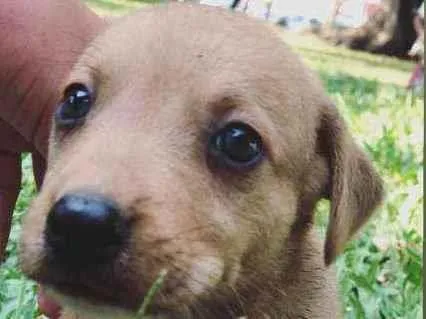 Cachorro ra a Sem raça idade 2 a 6 meses nome Sem nome