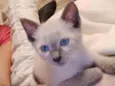 gato