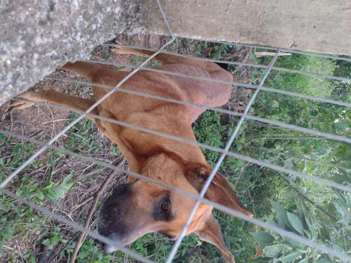 Cachorro ra a Pastor alemão com boxer idade 3 anos nome Ozzy