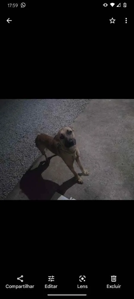 Cachorro ra a Pastor alemão com boxer idade 3 anos nome Ozzy
