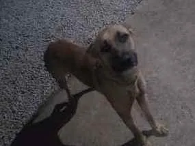 Cachorro ra a Pastor alemão com boxer idade 3 anos nome Ozzy