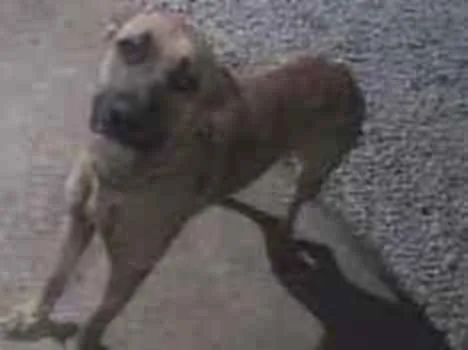 Cachorro ra a Pastor alemão com boxer idade 3 anos nome Ozzy