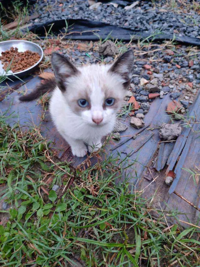 Gato raça Prg idade Abaixo de 2 meses nome Artur