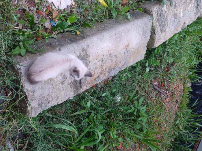 Gato raça Prg idade Abaixo de 2 meses nome Artur