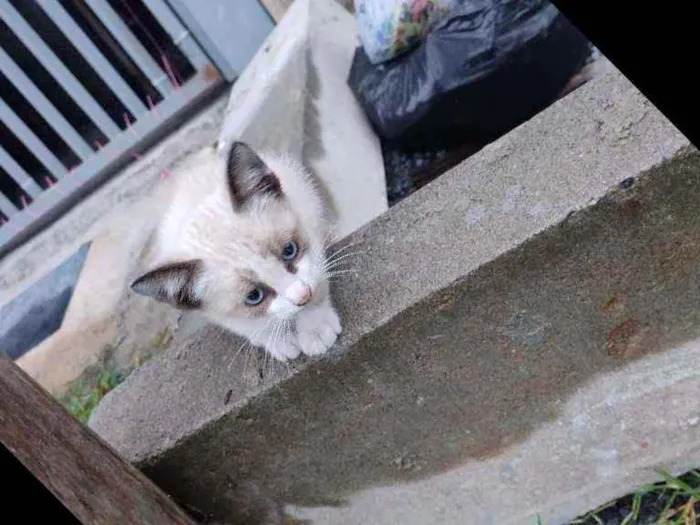 Gato raça Prg idade Abaixo de 2 meses nome Artur