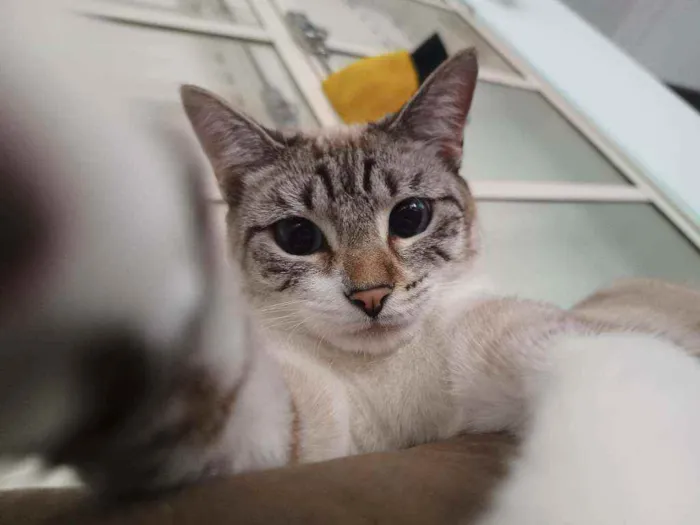 Gato ra a SRD idade 1 ano nome Neve e nevasca 