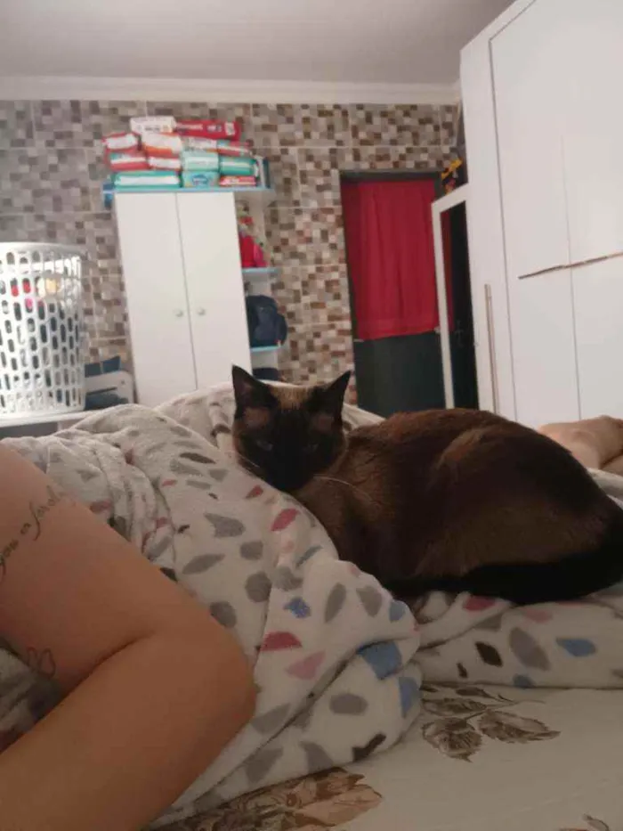Gato ra a SRD idade 1 ano nome Neve e nevasca 