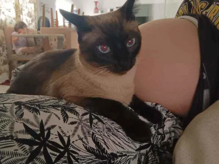 Gato ra a SRD idade 1 ano nome Neve e nevasca 