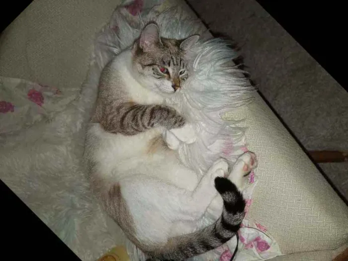 Gato ra a SRD idade 1 ano nome Neve e nevasca 