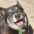 Rex 