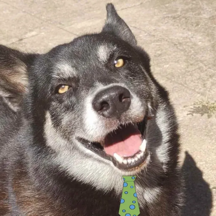 Cachorro ra a Mestiço  idade 3 anos nome Rex 