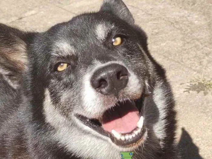 Cachorro ra a Mestiço  idade 3 anos nome Rex 