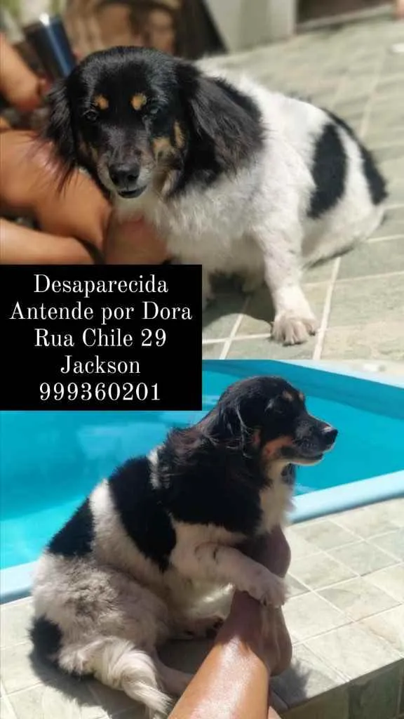 Cachorro ra a Indefinida idade 3 anos nome Dora