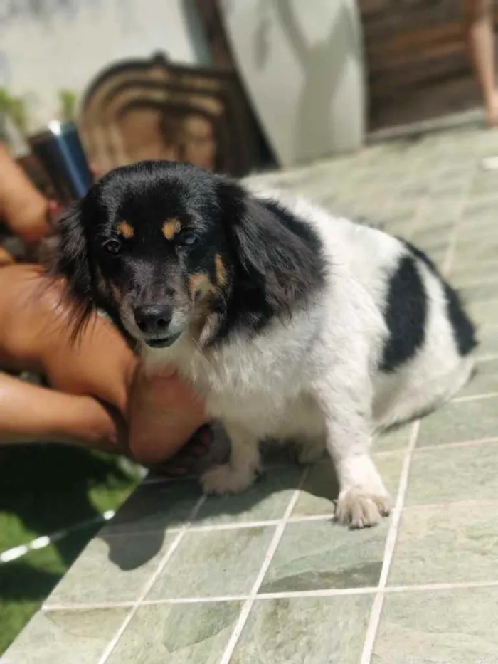 Cachorro ra a Indefinida idade 3 anos nome Dora