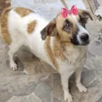 Belinha 