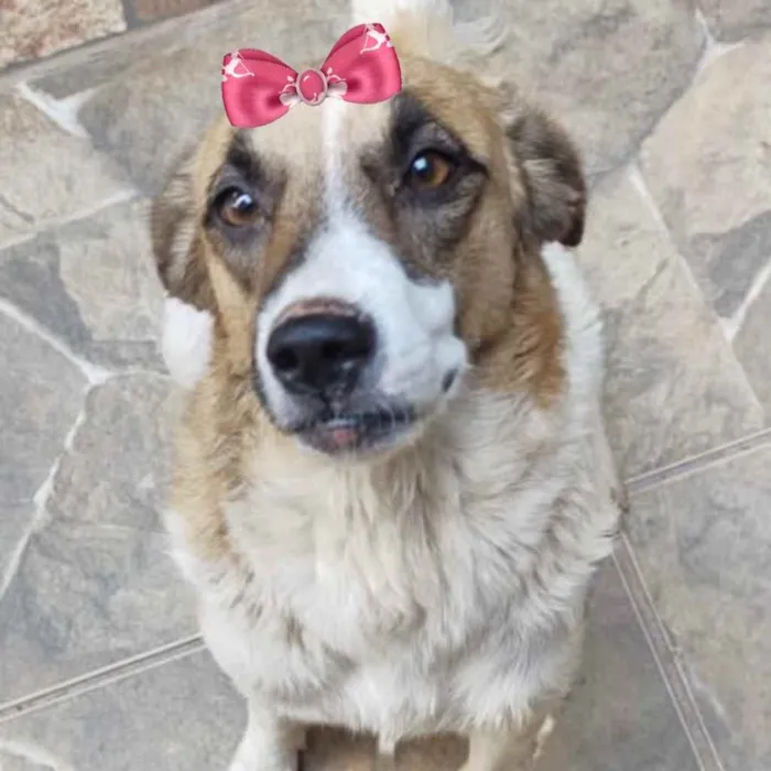 Cachorro ra a Mestiça  idade 2 anos nome Belinha 