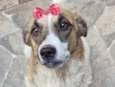 Belinha 