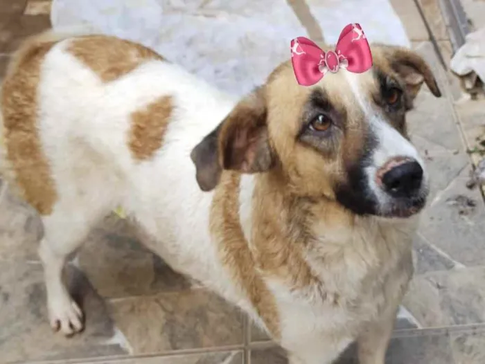 Cachorro ra a Mestiça  idade 2 anos nome Belinha 