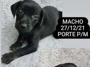 Cachorro raça SRD idade Abaixo de 2 meses nome FILHOTES