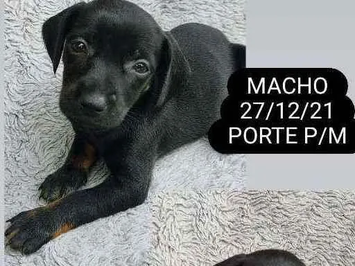 Cachorro ra a SRD idade Abaixo de 2 meses nome FILHOTES