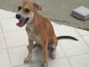 Cachorro raça  idade 2 a 6 meses nome Sky