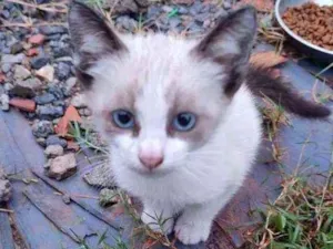 Gato raça Prg idade Abaixo de 2 meses nome Artur