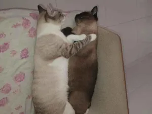 Gato raça SRD idade 1 ano nome Neve e nevasca 