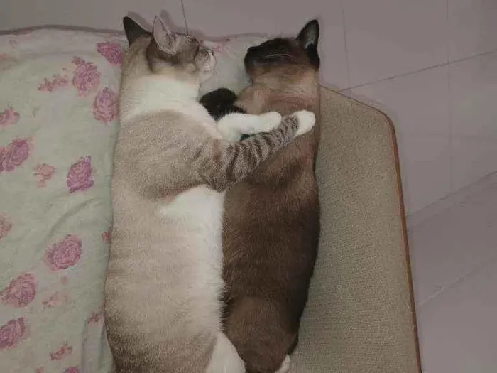 Gato ra a SRD idade 1 ano nome Neve e nevasca 