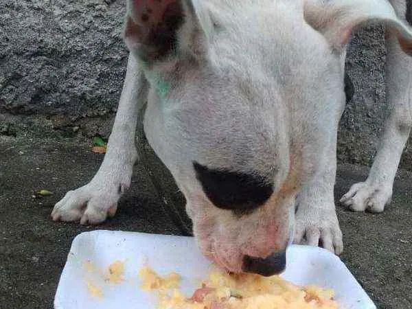 Cachorro ra a Misturado  idade 7 a 11 meses nome Pintoso 