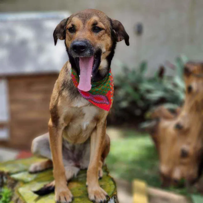Cachorro ra a Srd idade 1 ano nome VITANI