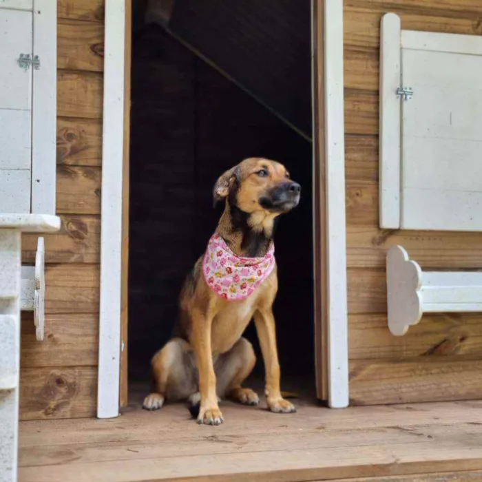 Cachorro ra a Srd idade 1 ano nome VITANI