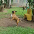 BULL