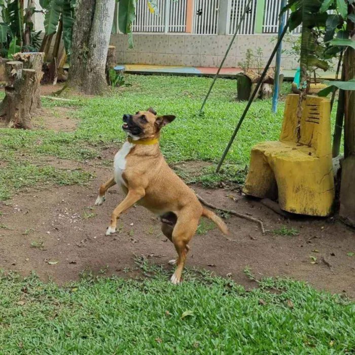 Cachorro ra a SRD-ViraLata idade 4 anos nome BULL