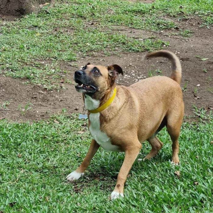 Cachorro ra a SRD-ViraLata idade 4 anos nome BULL