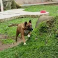 BULL