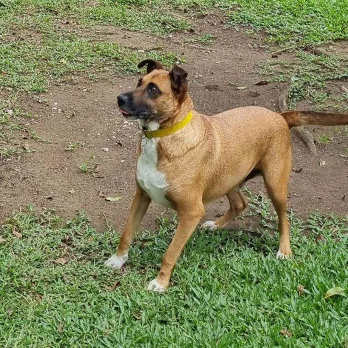 Cachorro ra a SRD-ViraLata idade 4 anos nome BULL