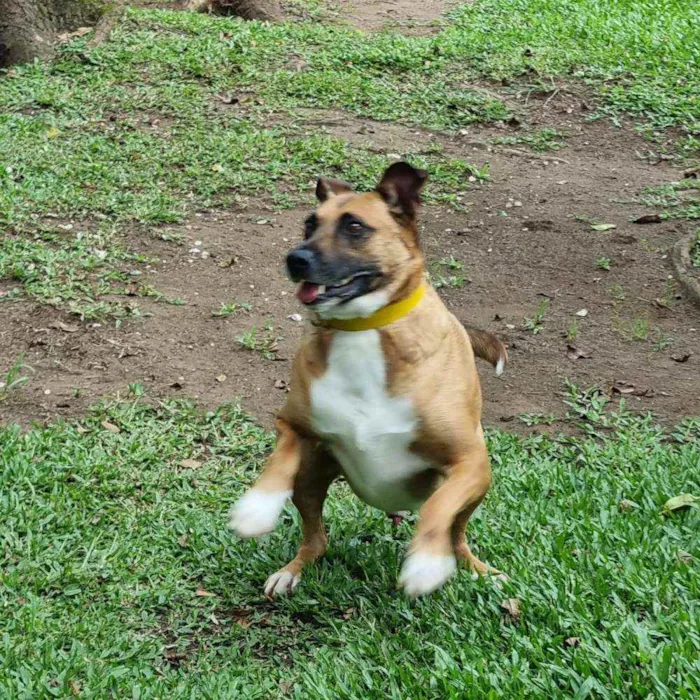 Cachorro ra a SRD-ViraLata idade 4 anos nome BULL