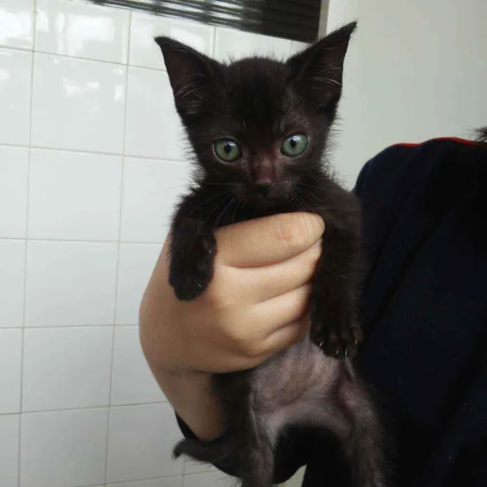 Gato raça SRD idade Abaixo de 2 meses nome Lisa