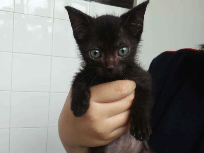 Gato raça SRD idade Abaixo de 2 meses nome Lisa