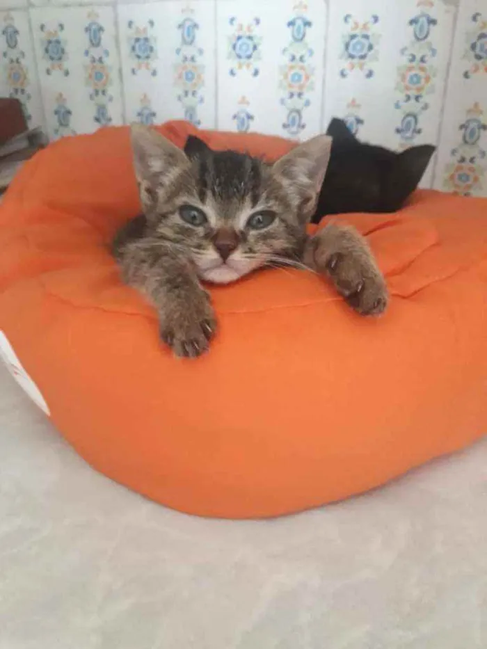 Gato ra a SRD idade Abaixo de 2 meses nome Tigresa
