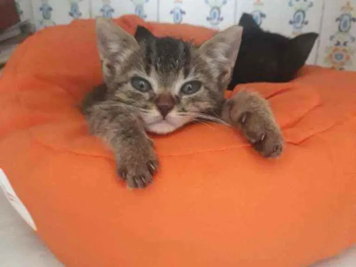 Gato ra a SRD idade Abaixo de 2 meses nome Tigresa