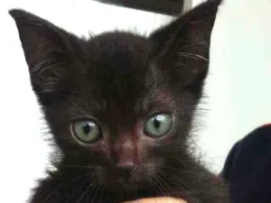 Gato raça SRD idade Abaixo de 2 meses nome Lisa