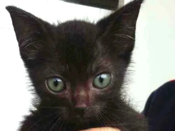 Gato raça SRD idade Abaixo de 2 meses nome Lisa