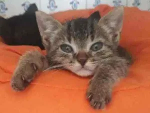 Gato raça SRD idade Abaixo de 2 meses nome Tigresa