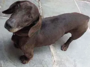 Cachorro raça Salsicha idade 6 ou mais anos nome Nick