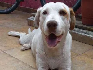 Cachorro raça Labrador com Golden idade 6 ou mais anos nome Mel