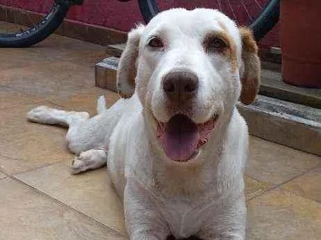 Cachorro ra a Labrador com Golden idade 6 ou mais anos nome Mel