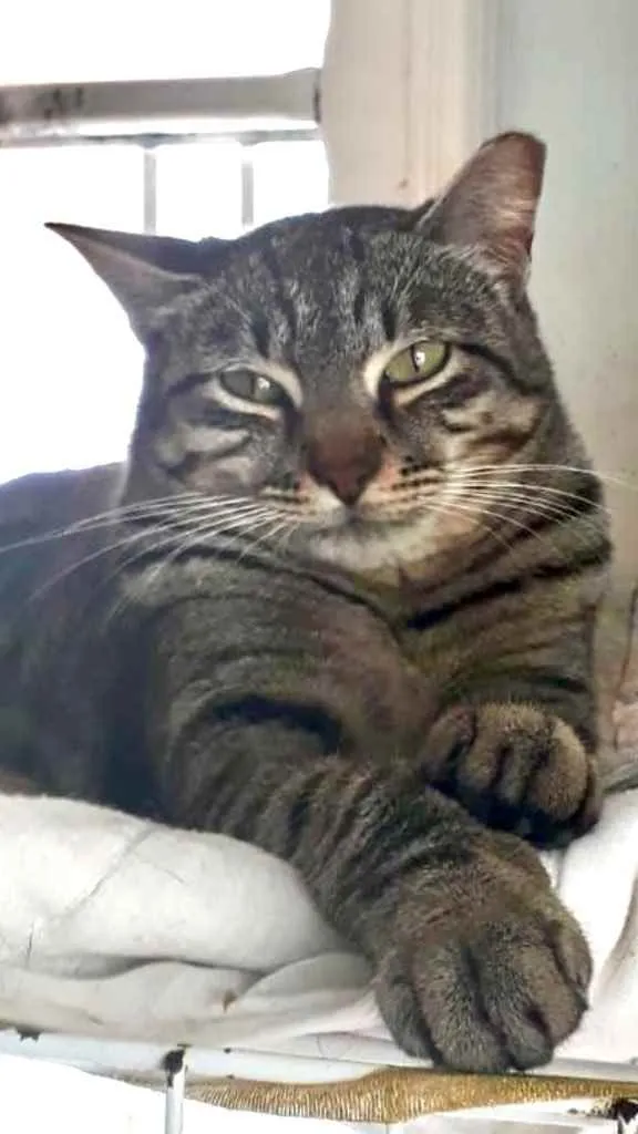 Gato raça Srd idade 1 ano nome Giorgio Armani lindo